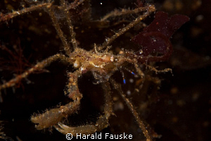 spidercrab fund during a night dive. tamron 90, f20, 160... by Harald Fauske 